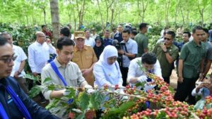 Gibran: Kopi Indonesia Raih Posisi 4 Dunia, Jaga Mutu!