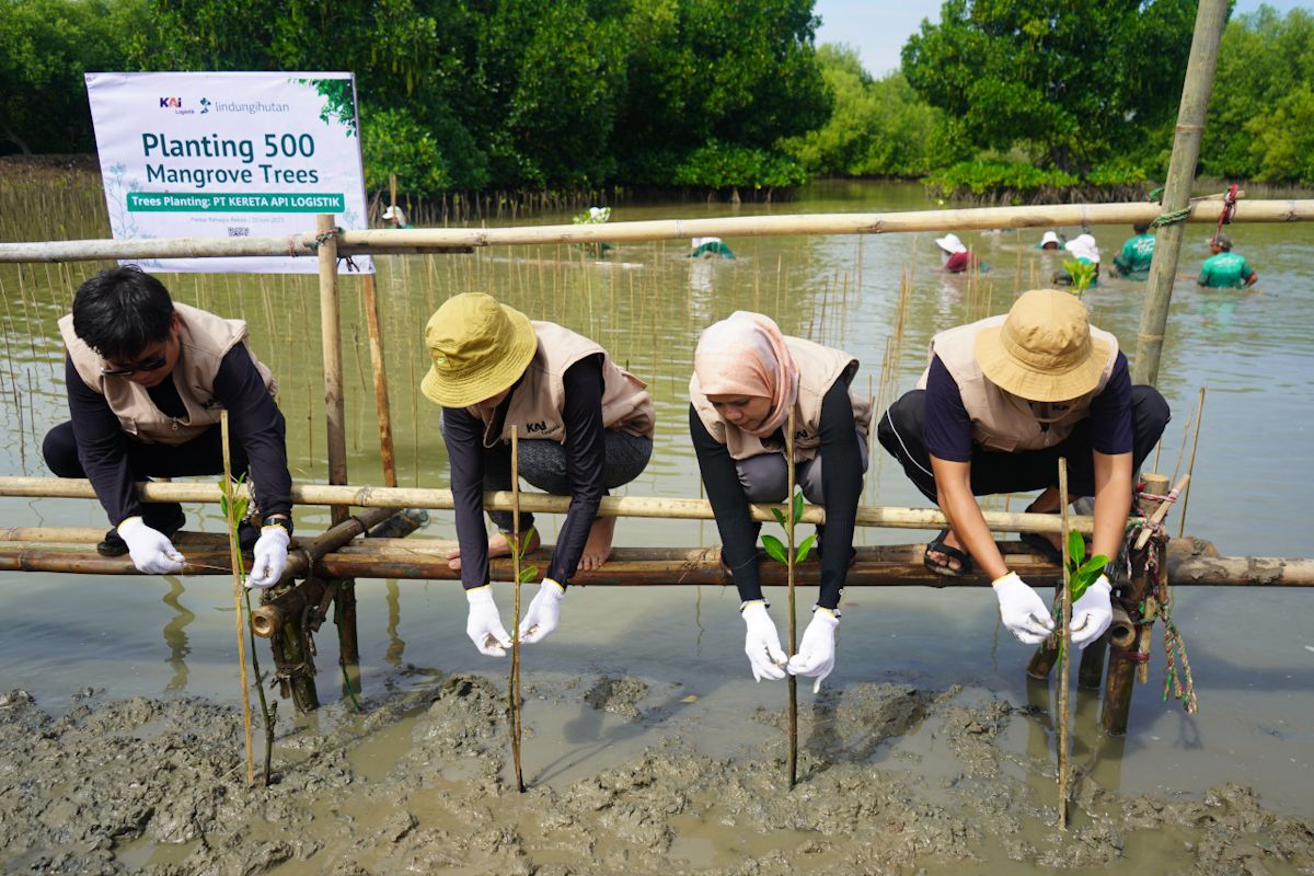 KAI Logistik: Tanam 500 Bibit Mangrove, Lestarikan Lingkungan Kita