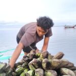 Kepulauan Enggano Krisis Ekonomi: Barter Ikan Tukar Beras