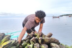 Kepulauan Enggano Krisis Ekonomi: Barter Ikan Tukar Beras