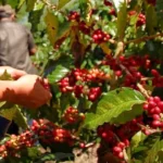Kopi Rembang: Aroma Legendaris, Raih Pasar Nasional