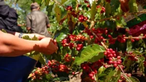 Kopi Rembang: Aroma Legendaris, Raih Pasar Nasional