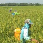Polusi Batu Bara Ancam Petani: Panen Padi Gandum Turun 10%!