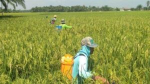 Polusi Batu Bara Ancam Petani: Panen Padi Gandum Turun 10%!