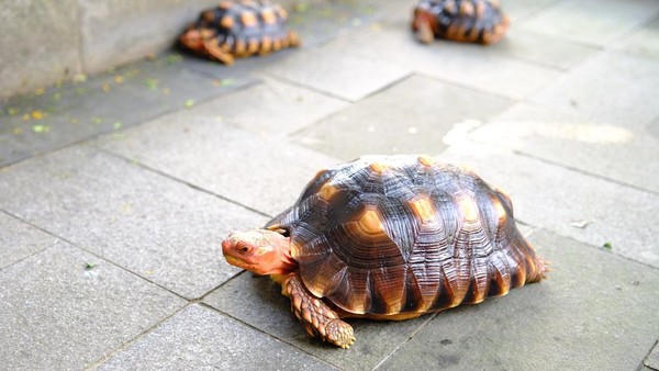 Rahasia Sukses Bisnis Ternak Kura-Kura Darat Untung Besar