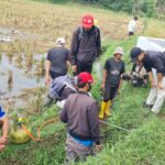 Serangan Hama Tikus Garut? Dispertan Turunkan Tim Gertak!