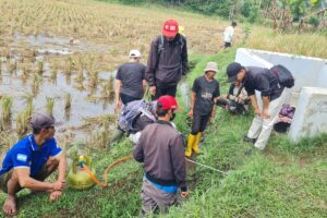 Serangan Hama Tikus Garut? Dispertan Turunkan Tim Gertak!