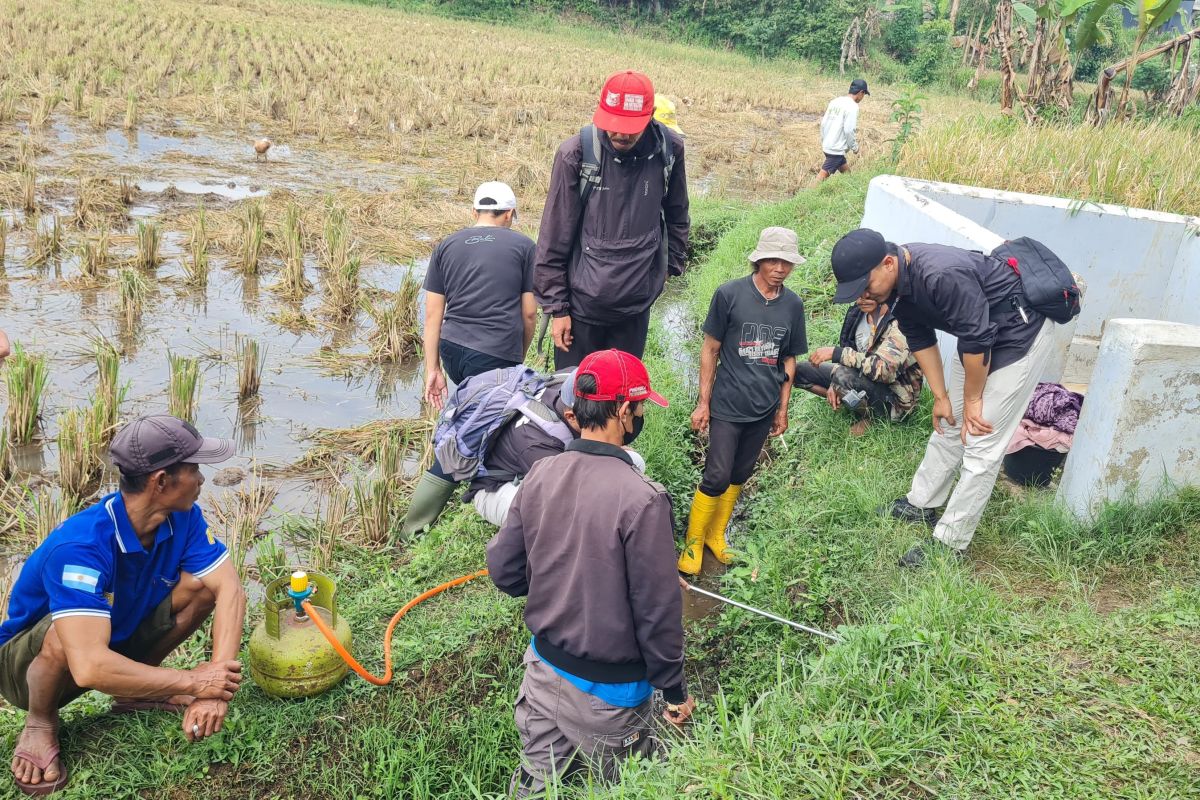 Serangan Hama Tikus Garut? Dispertan Turunkan Tim Gertak!